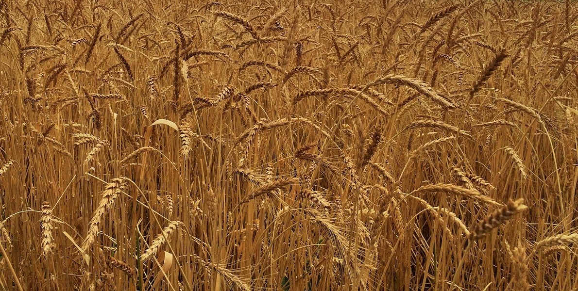 SIU Ancient Practices Emmer wheat